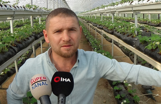 Bursa'da çilekleri bilgisayarlı sistemle yetiştiriyor