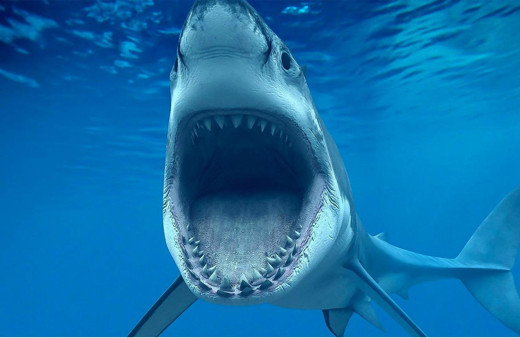 Antalya'da yakalanan 2 metre boyundaki köpek balığı görenleri hayrete düşürdü