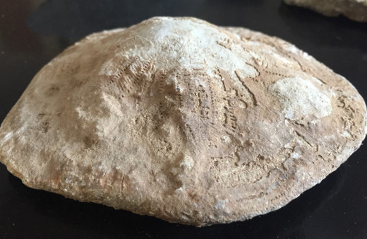 Kahramanmaraş'ta 35 milyon yıllık fosil bulundu