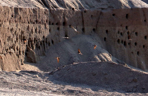 Kırlangıç yuvaları için zarar etmeyi göze aldılar