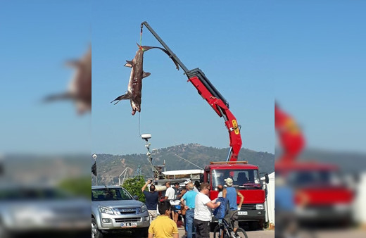 Muğla Fethiye'de 400'er kiloluk 2 köpek balığı yakalandı