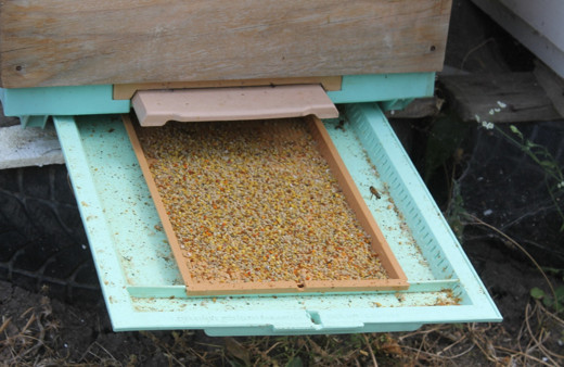 Balıkesir'de aşırı sıcak havalar arıları da olumsuz etkiledi