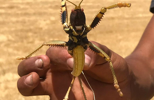 Batman'dan sonra Hakkari'de görüldüler geceleri avlanıyorlar