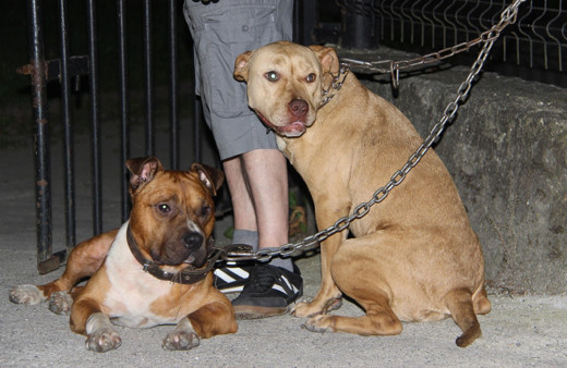 Çocuk parkına pitbull köpeklerini bağlayıp kaçtılar