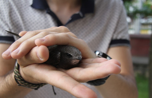 Evinin terasında ebabil kuşu buldu