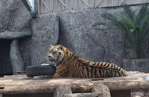 Dünyada 30 İstanbul'da 4 tane var! Türkiye büyük kedilerine isim arıyor