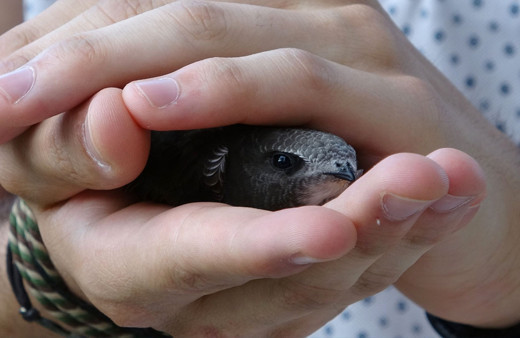 Doğada nadir görülürken Isparta'da ortaya çıktı! Bu canlının hikayesi çok ilginç
