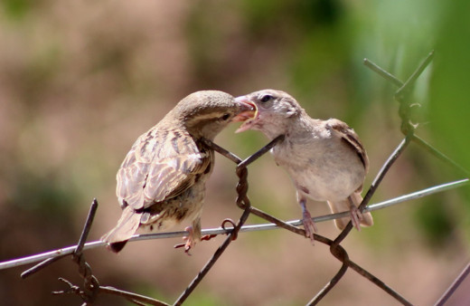 Anne serçenin yavrusunu beslediği görüntüler yürekleri ısıttı