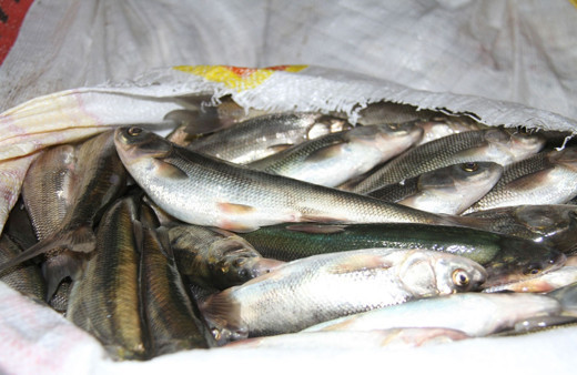 Van'da durdurulan kamyonette 4 ton inci kefali ele geçirildi!