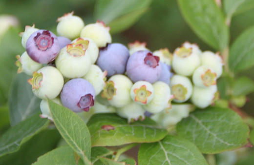 Çay üretiminden vazgeçti! Yeni ektiği şeyle daha fazla kazanıyor kilosu 28 lira