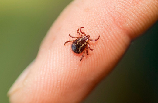 KKKA için ne yapılmalı? Kenelere karşı bu kokuları sürün