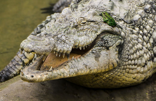 Timsahların ataları bakın ne yiyormuş! Yıllar sonra ortaya çıktı