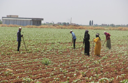 Tarım işçilerinin 50 derece sıcaklıkta 50 lira yevmiye ile zorlu mücadelesi