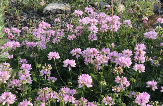 Kars'ta kartpostallık görüntüler ortaya çıktı, rengarenk çiçekler
