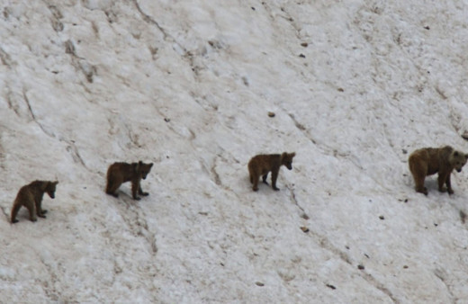 Anne ve yavru ayılar ile şamualar görüntülendi