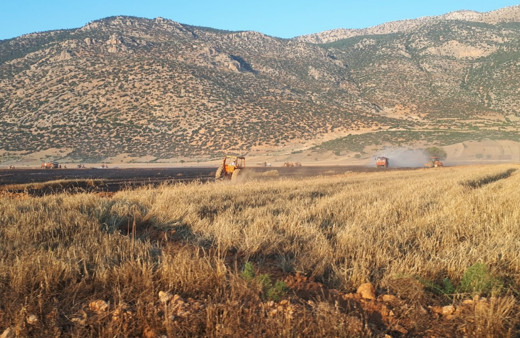 Antalya'da kargalar 200 dekarlık anız ve ekin yangınına sebep oldu
