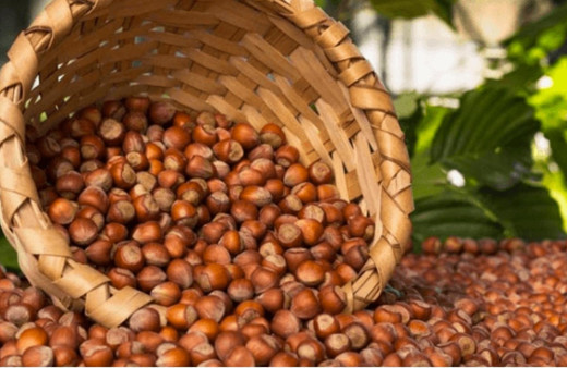 Fındıkta 2019 ürünü rekolte tespit çalışmaları başladı