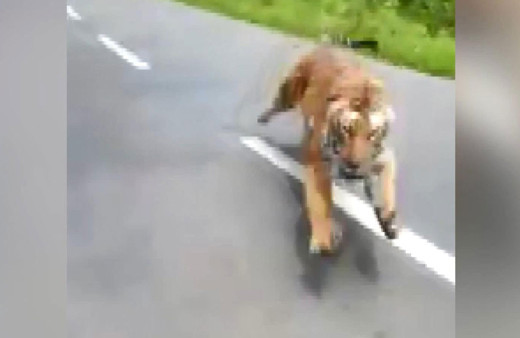 Hindistan’da otoyola çıkan kaplan motosiklettekileri kovaladı