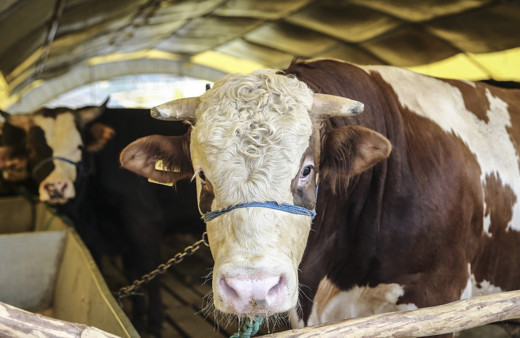 A101 kurbanlık fiyatları 2019 büyükbaş hisse fiyatı kaç para?