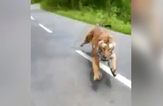 Otoyola çıkan kaplan motorsikletçilerin kabusu oldu