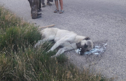 Ankara'da sokak köpeklerini zehirleyerek öldürdüler