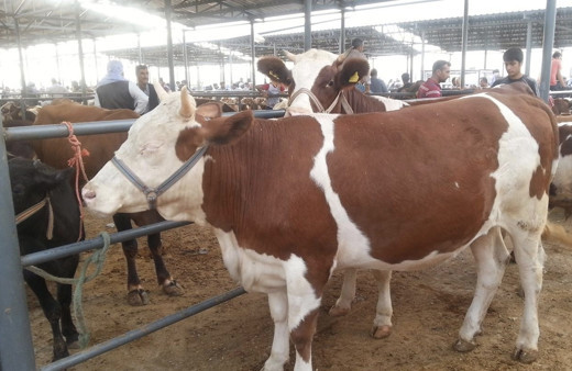 Kurbanlık fiyatları 2019 Diyanet büyükbaş ne kadar oldu?