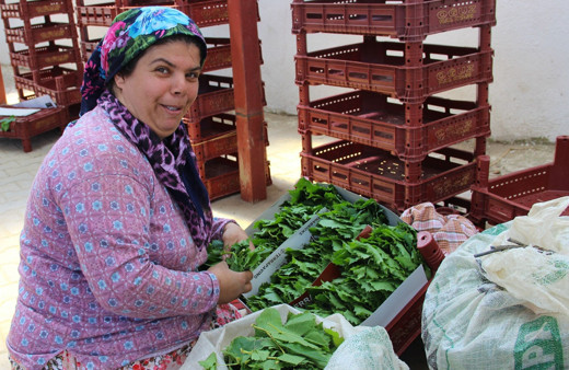 Yaprak toplayarak haftada 2 bin 500 lira kazanıyorlar
