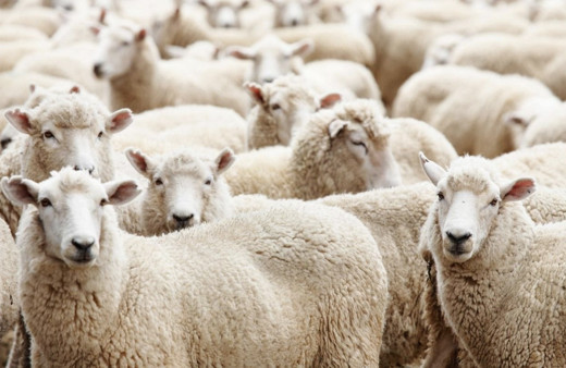 A101 kurbanlık 2019 fiyatları büyükbal/küçükbaş kaç para?