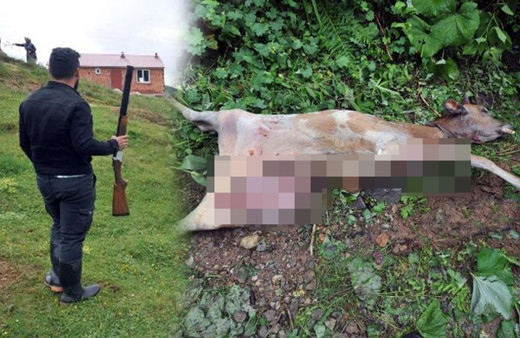 Trabzon'da yaylaya kurt indi! Köylüler sokağa çıkmaya korkuyor