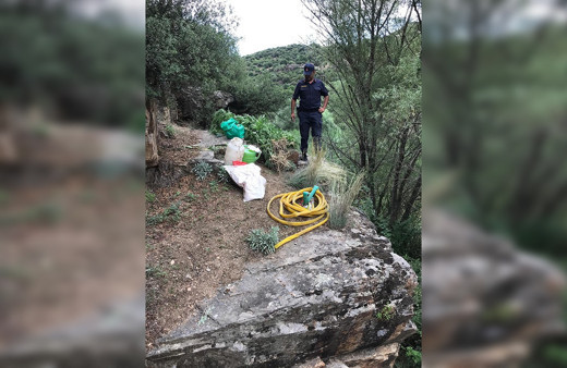 Manisa'da bir şahıs kenevirleri sularken suçüstü yakalandı