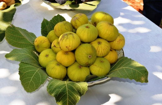 İncir, orman ağacı kapsamına girdi ormanlara incir dikilebilecek