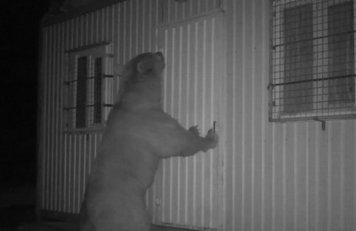 Trabzon'da balın kokusunu alan ayı kapıyı açmak için böyle uğraştı