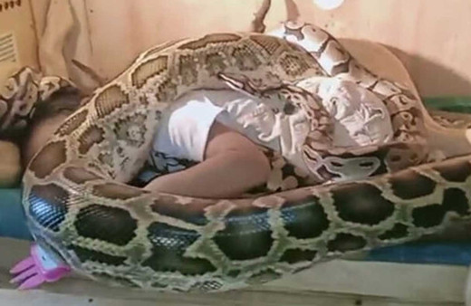 Sosyal medyada olay oldu! Devasa yılanlar Endonezya'da küçük kızın bedenini böyle sardı