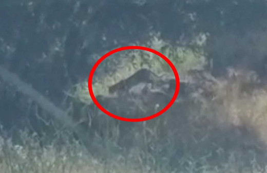 Tunceli'de 'leopar' görüntüledi