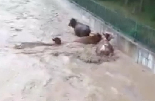 Kastamonu Taşköprü'de hayvanlar sele kapıldı