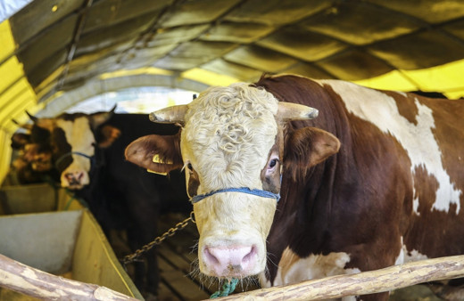 Kurban Bayramı yaklaşırken büyükbaş kurbanlıkların kilogram fiyatı belli oldu