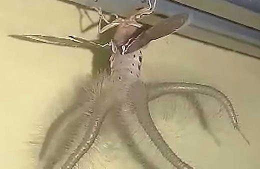 Evin tavanında görülen 'ürkütücü' yaratık görenleri hayrete düşürüyor