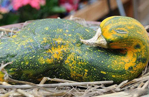 Gören bir daha dönüp bakıyor! İşte şaşkına çeviren yiyecekler