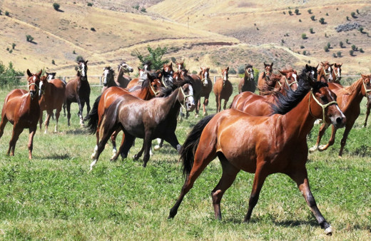 Safkan Arap Atları işte böyle yetişiyor!