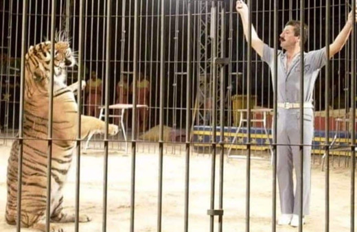 Sirkteki kaplanlar terbiyecilerini öldürdü