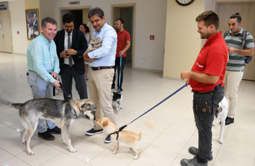 İzmir Çiğli Belediyesi'nde görülmemiş uygulama! Evcil hayvanlarıya işe geliyorlar