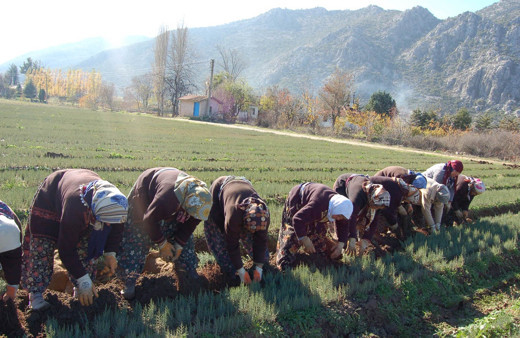 Suni yollarla üretilen 25 milyon ardıç fidanı toprakla buluştu