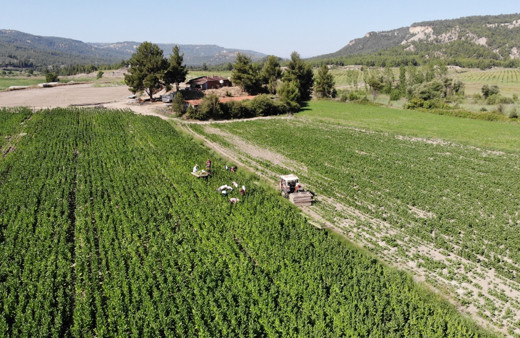 Ege'de hasat başladı ama sıcaklıklar tütünün kalitesini ve verimini olumsuz etkiledi