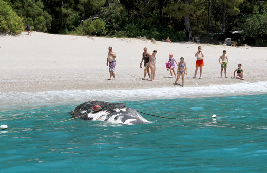 Muğla Fethiye'de ölü balina kıyıya vurdu