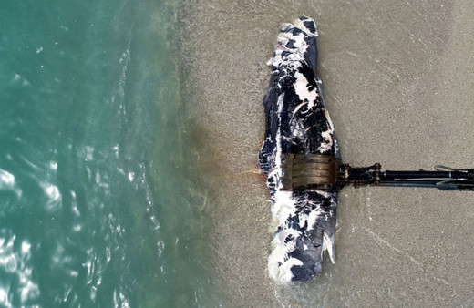 Ölüdeniz'de üç metre uzunluğundaki balina karaya vurdu! Gören telefona sarıldı