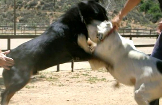 İstanbul Emniyeti düğmeye bastı! Sapıklar çetesi çökertildi