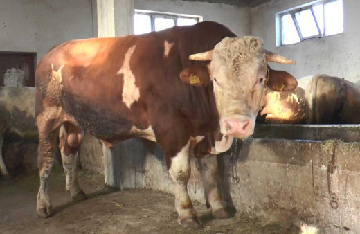 Kamyon kasasından atlayan 1,2 tonluk tosun kamerada