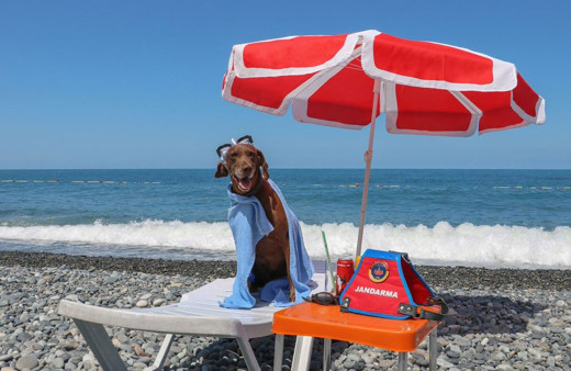 Artvin'de 10 yıllık görev süresini doldurdu! 'Vuslat' emekli oldu