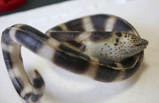 Atlas Okyanusunu geçen eğerli yılan balığı Antalya'da ortaya çıktı!