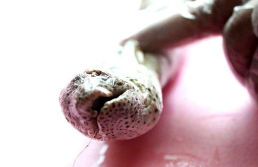 Balıkçıları korkutan av! Atlas Okyanusu'nu geçti ilk kez Antalya'da görüldü